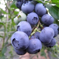 blueberry-2686266__340